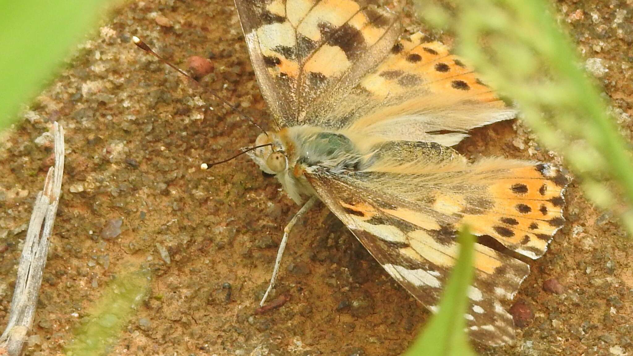 Plancia ëd Vanessa cardui