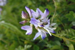 صورة Astragalus alpinus L.