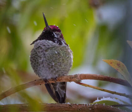 Image of Calypte Gould 1856