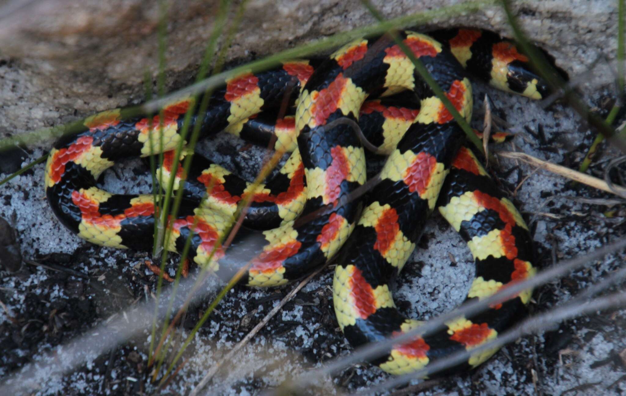 Image of Spotted Harlequin snake