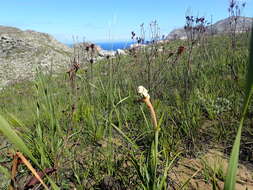 Image of Lanaria lanata (L.) T. Durand & Schinz