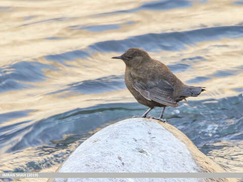 Image of Brown Dipper