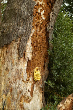 Image of Bracket Fungus