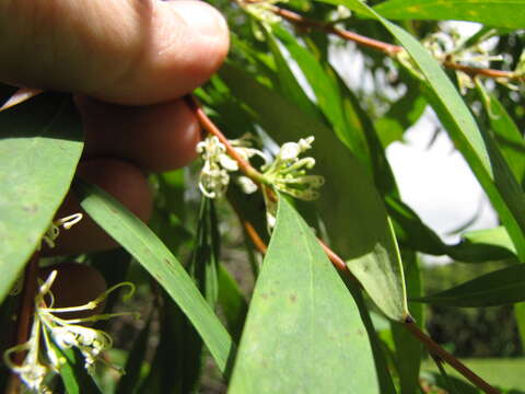 Image of Willow hakea