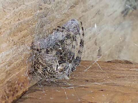 Image of Cat-Faced Spider