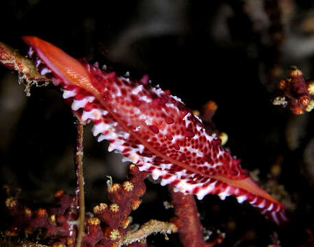 Image of Iredale's Spindle Cowrie