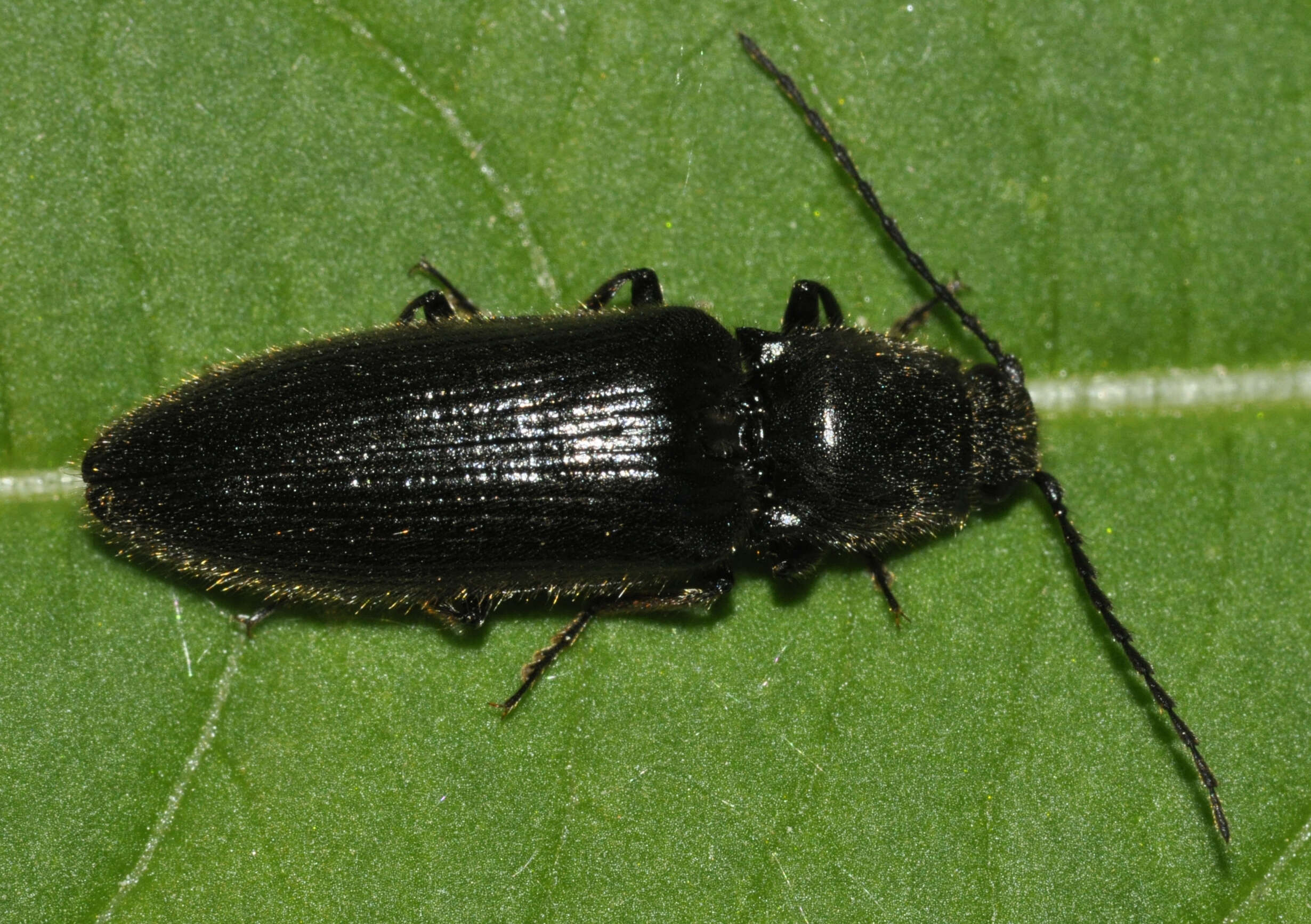 Image of Hemicrepidius niger