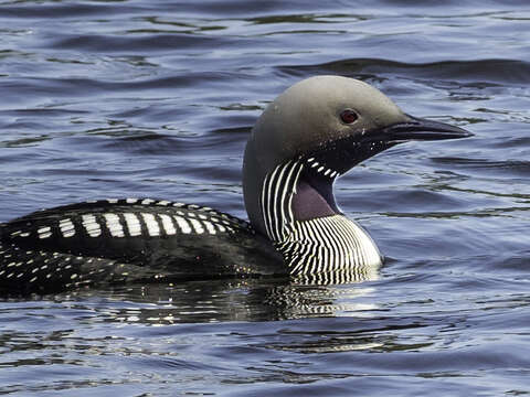 Image of Arctic Loon