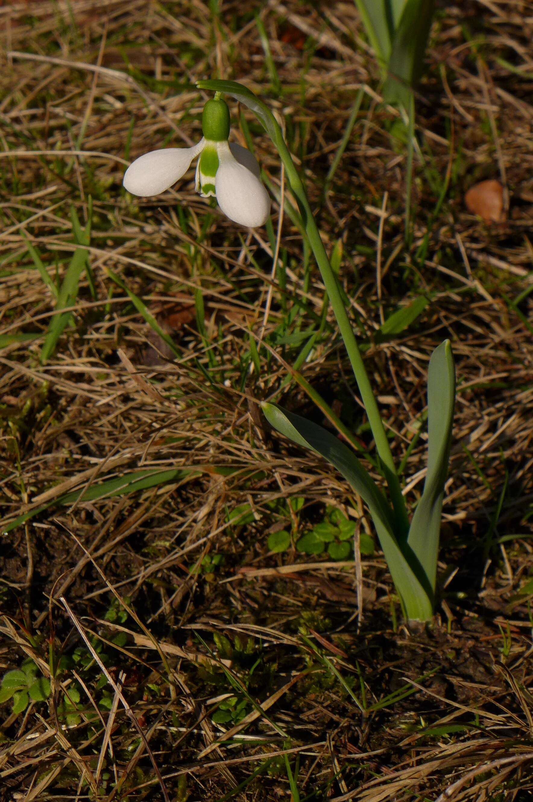 Image of giant snowdrop