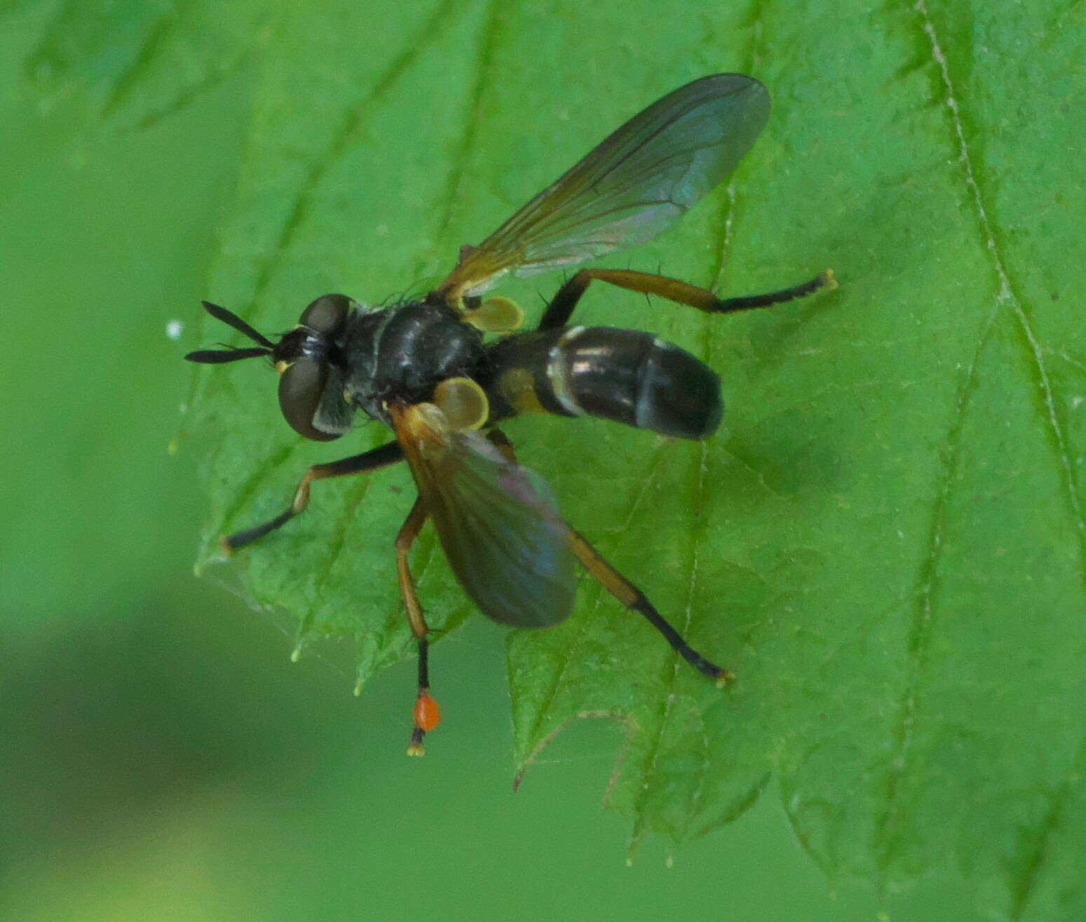 صورة Hemyda aurata Robineau-Desvoidy 1830