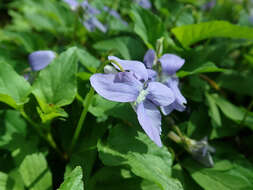 Image of common dog-violet