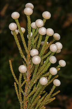 Image of Brunia noduliflora P Goldblatt & J. C. Manning