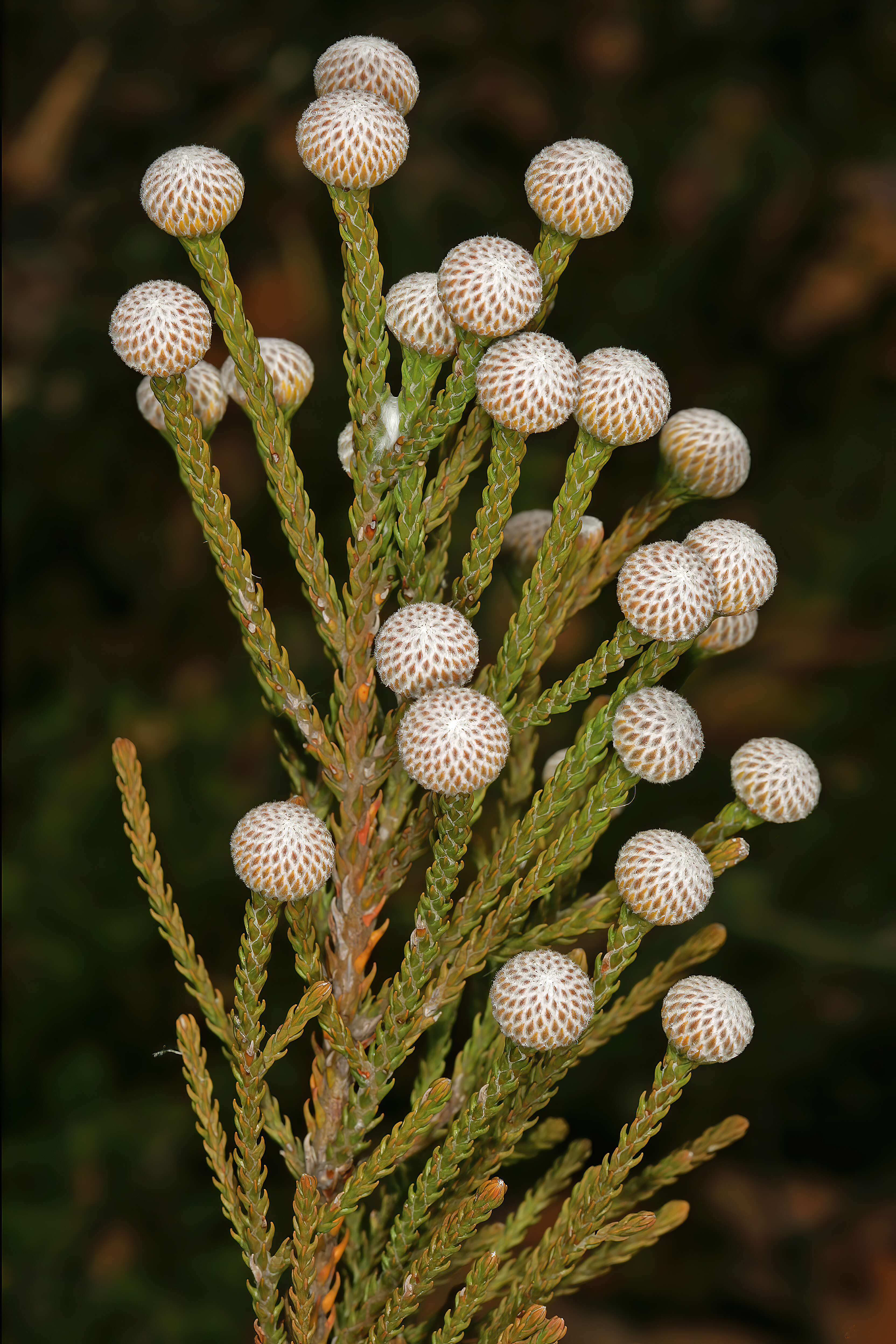 Sivun Brunia noduliflora P Goldblatt & J. C. Manning kuva