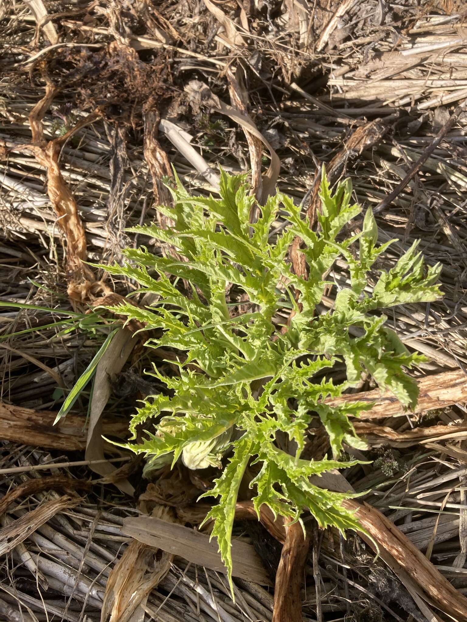 Image of Mantegazzi's Cow-Parsnip