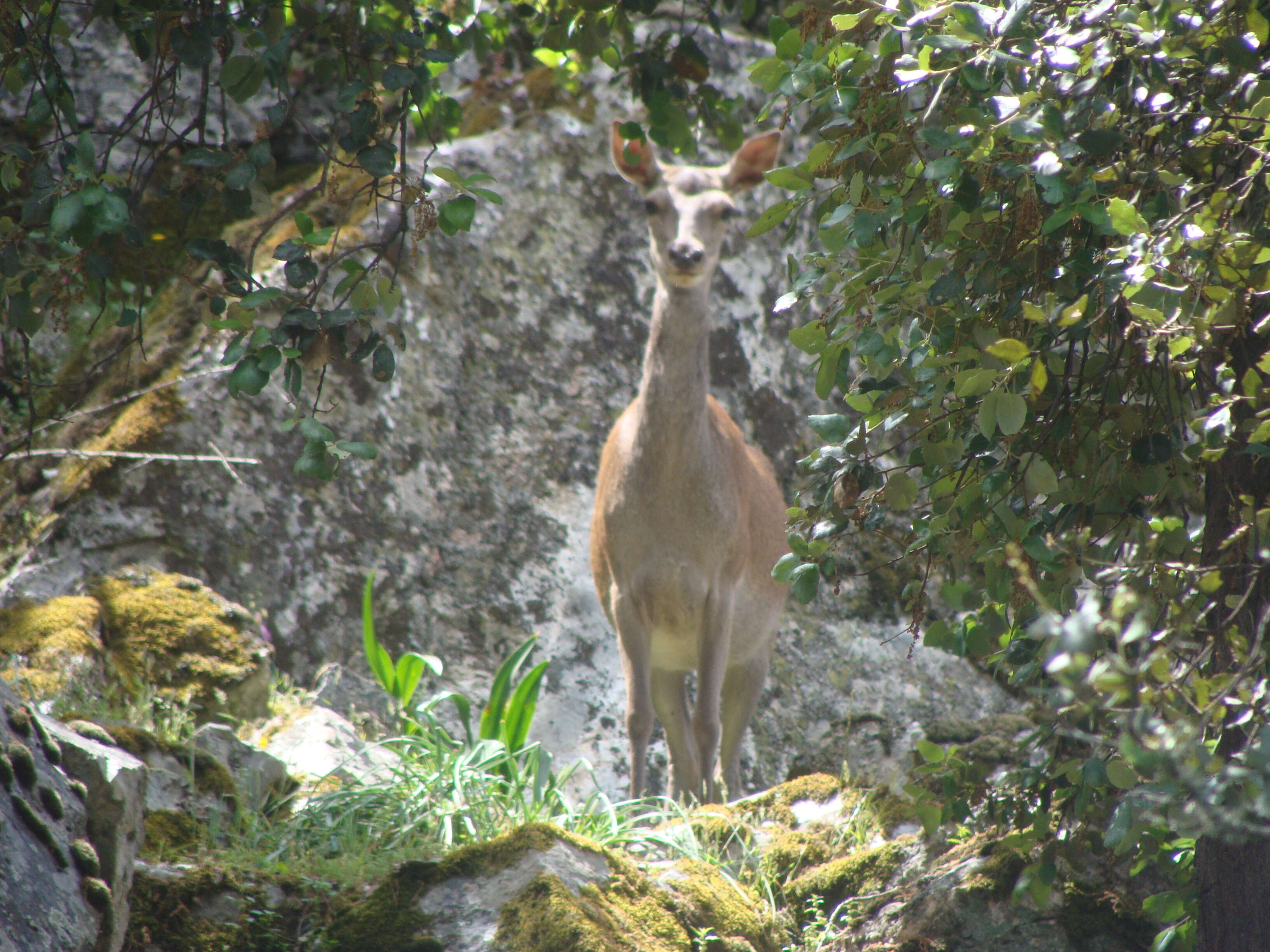 Image of Cervus elaphus hispanicus Hilzheimer 1909