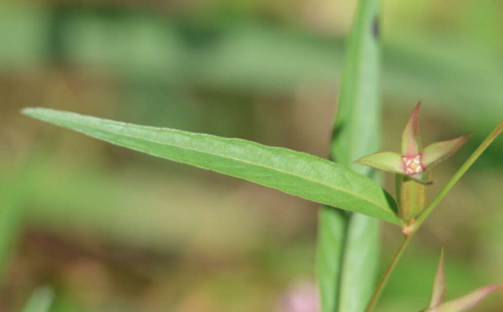 Sivun Ludwigia decurrens Walt. kuva