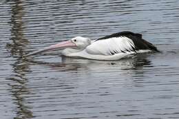 Image of Australian Pelican