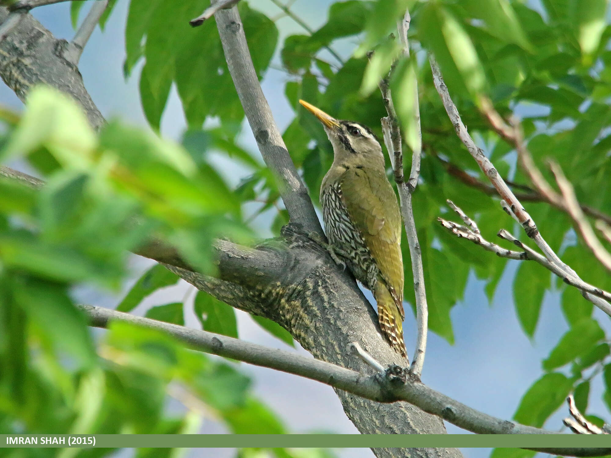 Image of Scaly-bellied Woodpecker