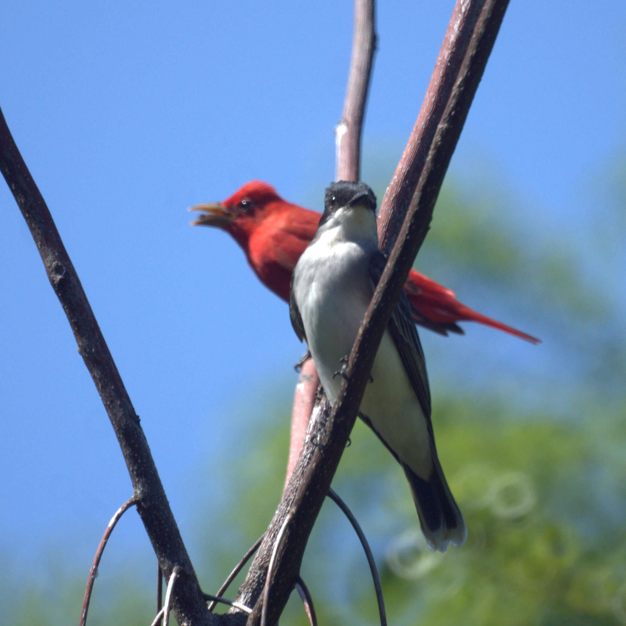 Image of Eastern Kingbird