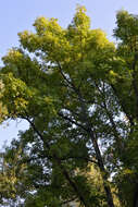 Image of European ash