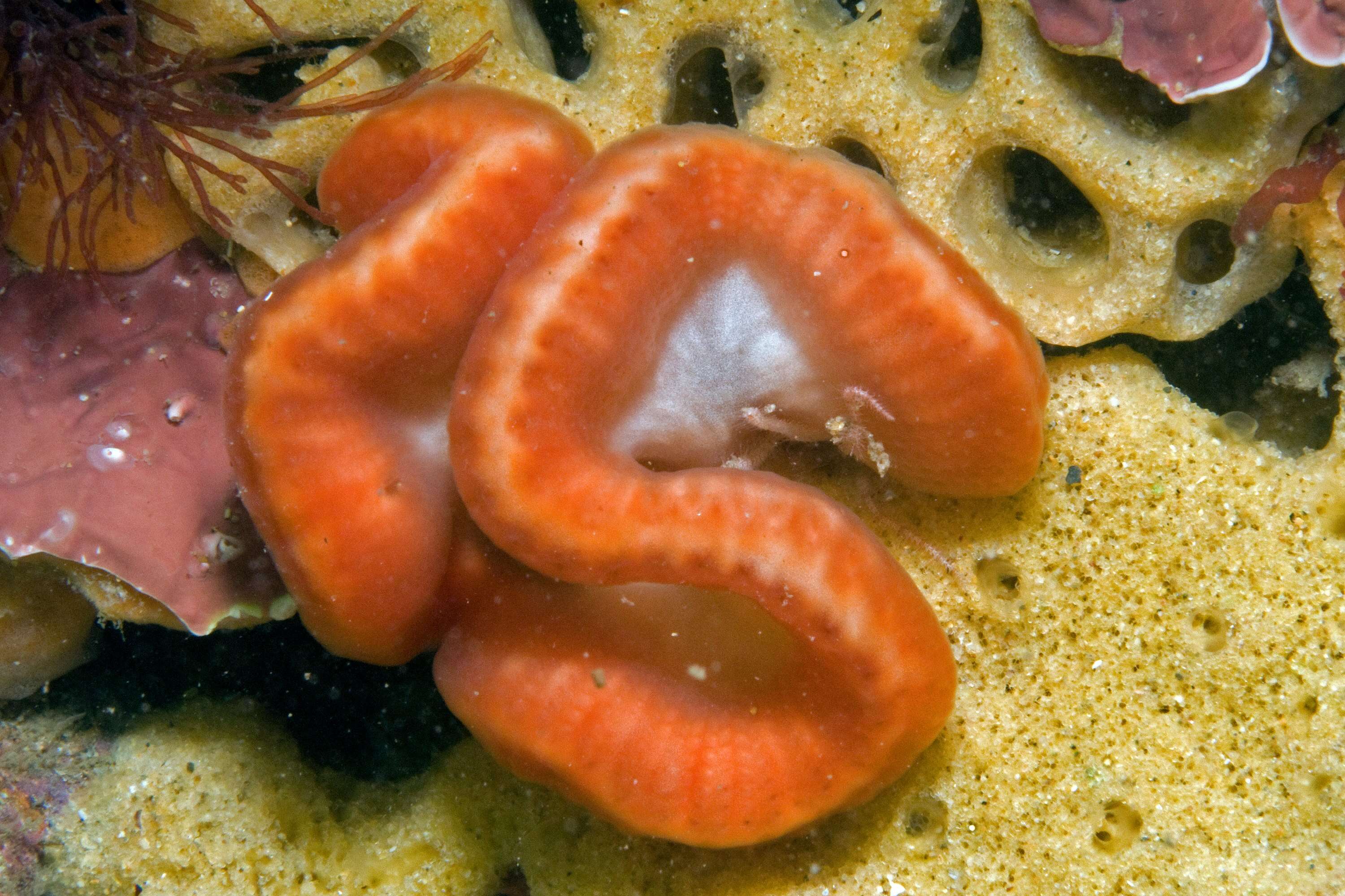 Image of Sycozoa cerebriformis (Quoy & Gaimard 1834)