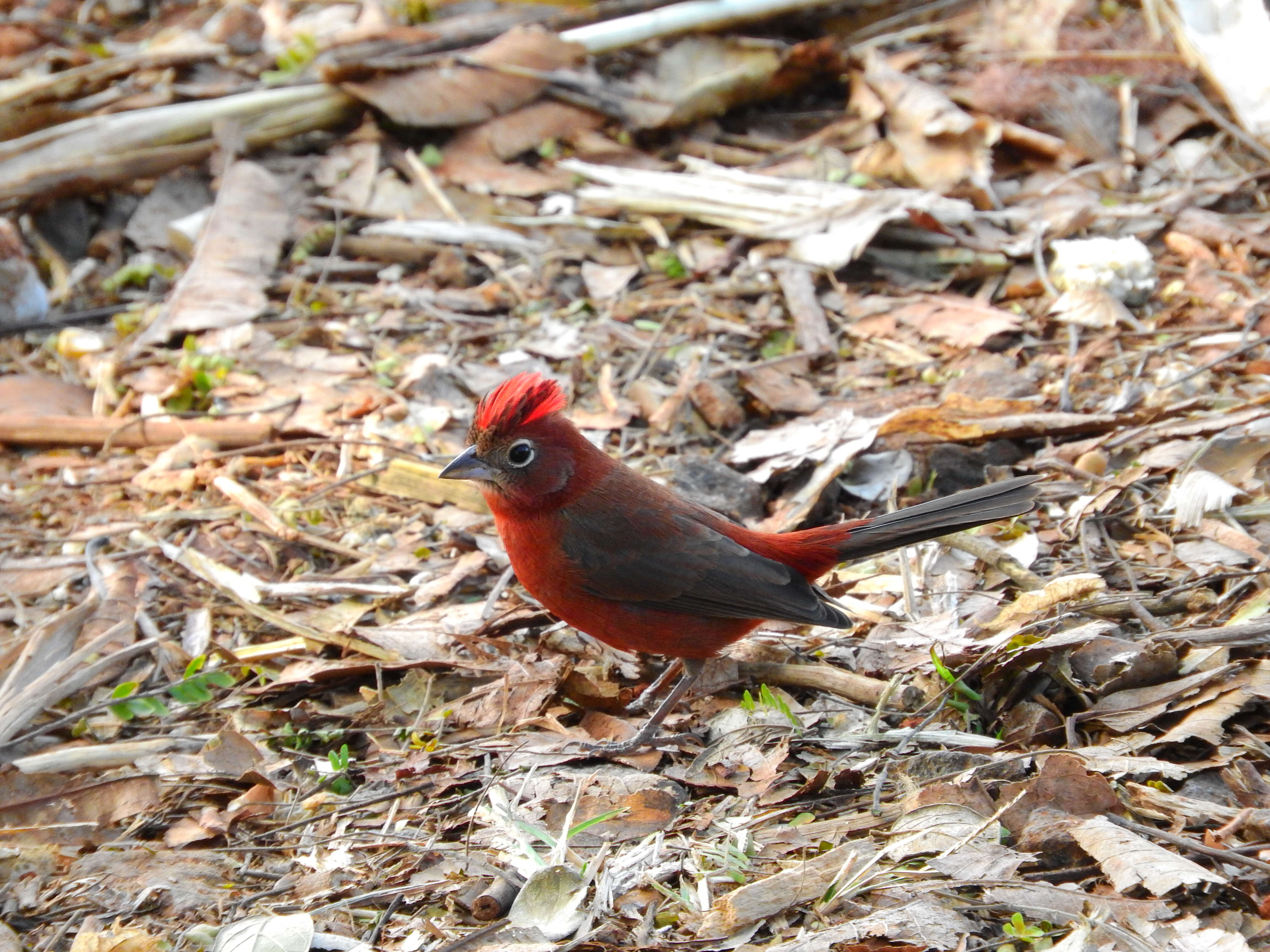 Image of Red Pileated Finch