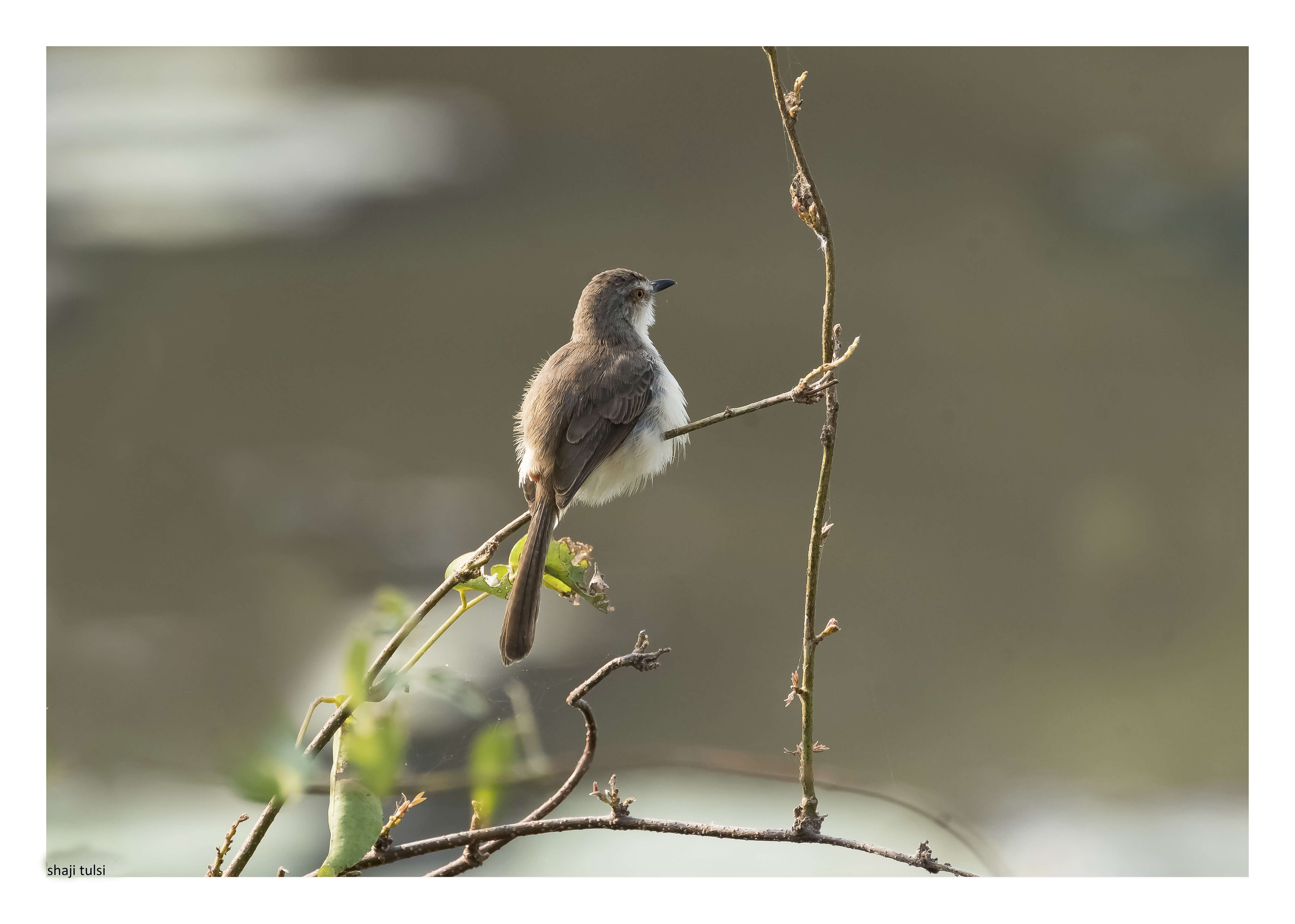 Image of Ashy Prinia