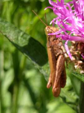 Image of bow-winged grasshopper