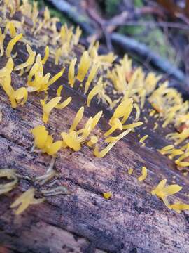 Imagem de Calocera cornea (Batsch) Fr. 1827