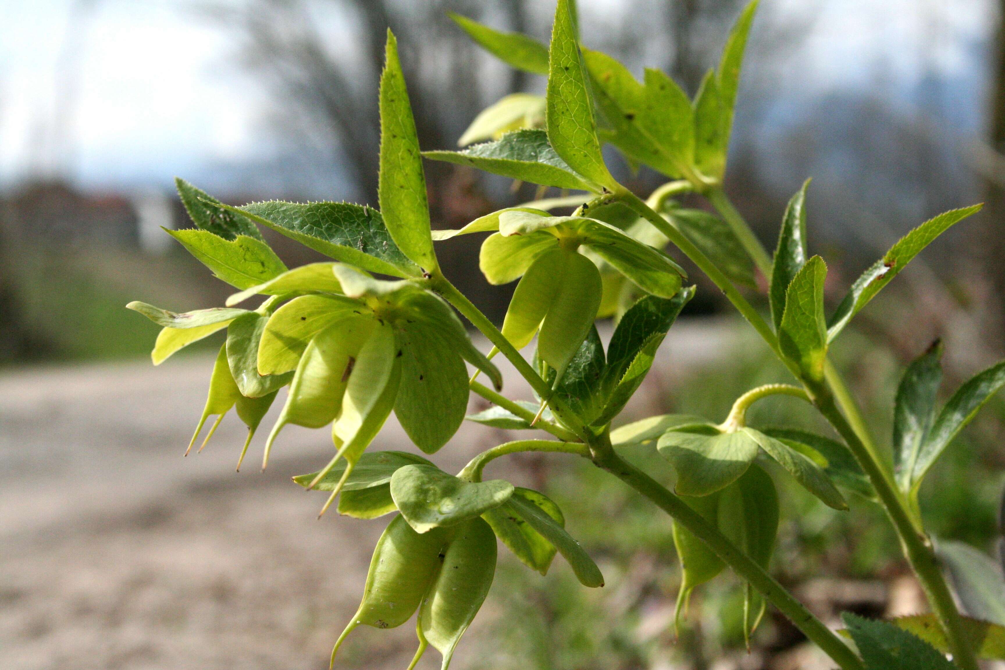 Image of Green Hellebore