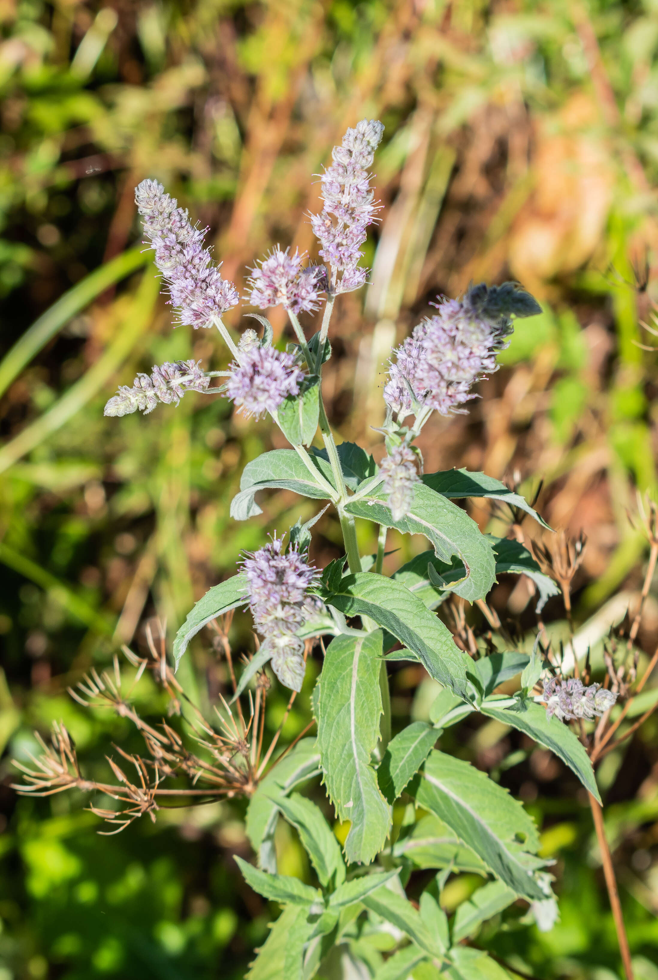 Image of Horse Mint