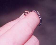 Image of Guyana blind snake