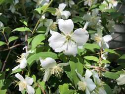 Imagem de Philadelphus coronarius L.