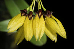 Image of Bulbophyllum retusiusculum Rchb. fil.
