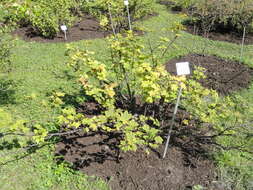 Image of Rock Red Currant