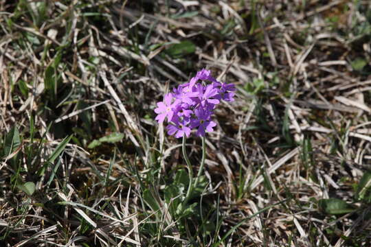 Plancia ëd Primula farinosa L.