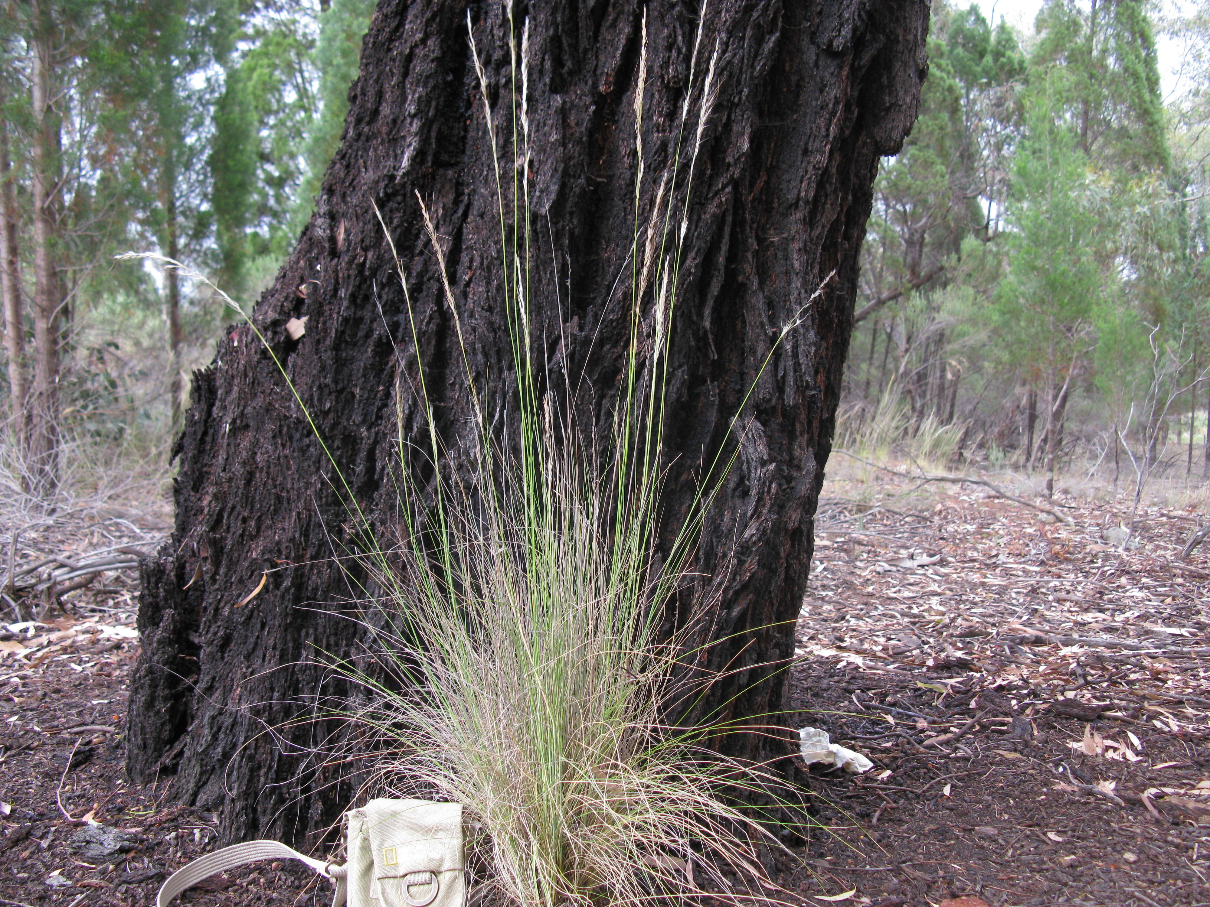 Image of Austrostipa setacea (R. Br.) S. W. L. Jacobs & J. Everett