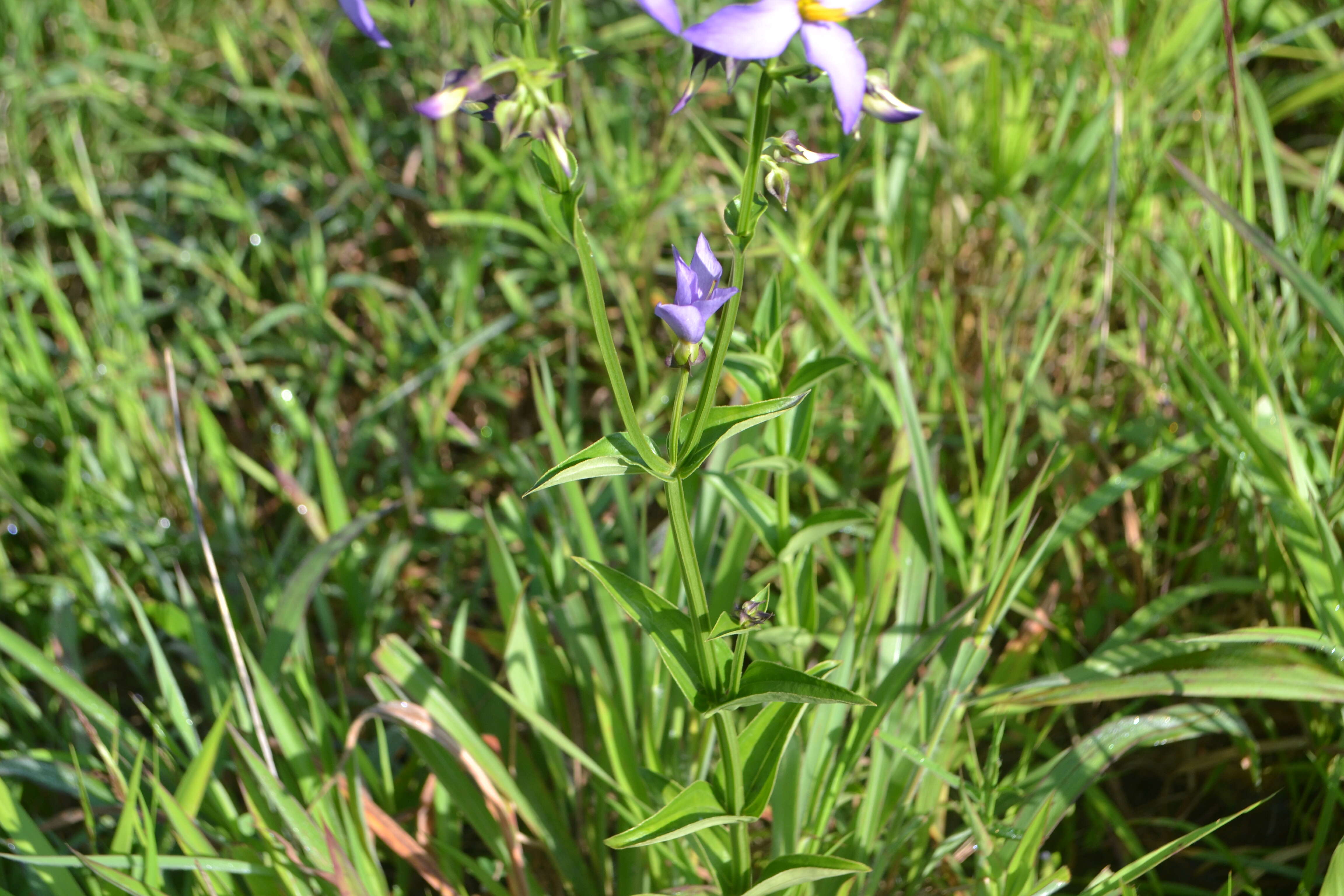 Image of Exacum tetragonum Roxb.