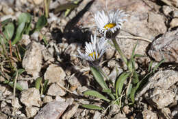 Imagem de Erigeron melanocephalus (A. Nels.) A. Nels.