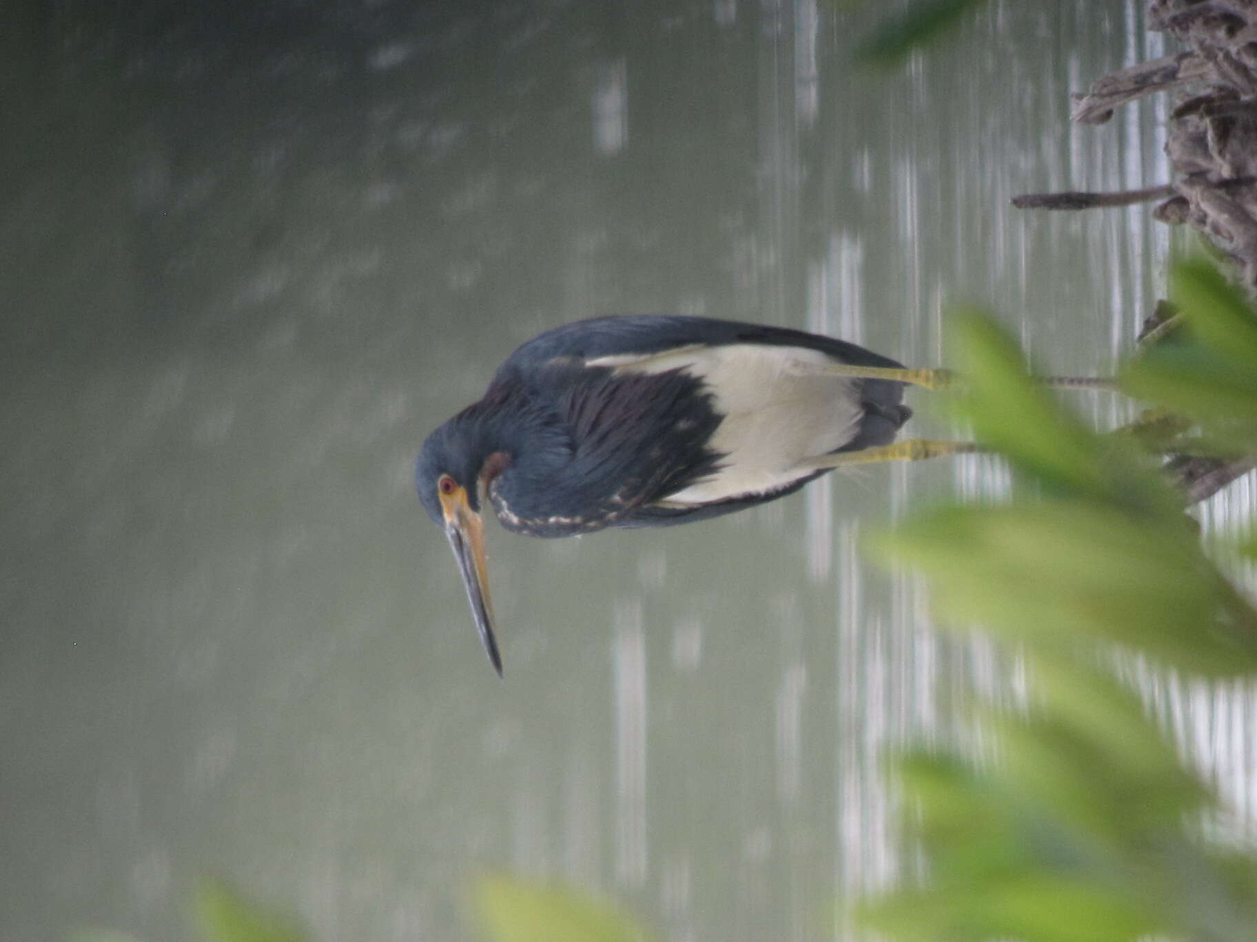 Image de Aigrette tricolore