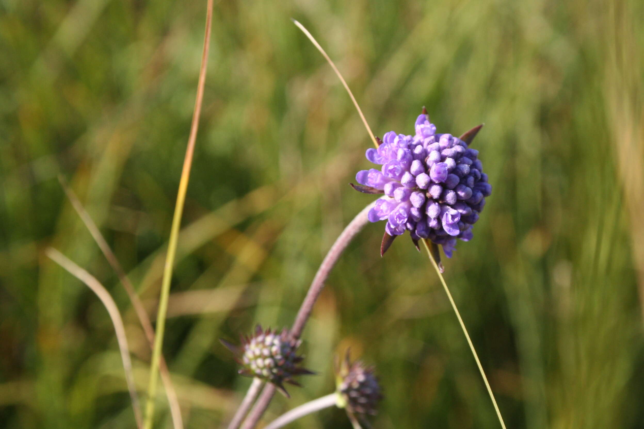 Image of Devil’s Bit Scabious