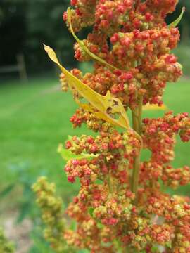 Imagem de Chenopodium album L.