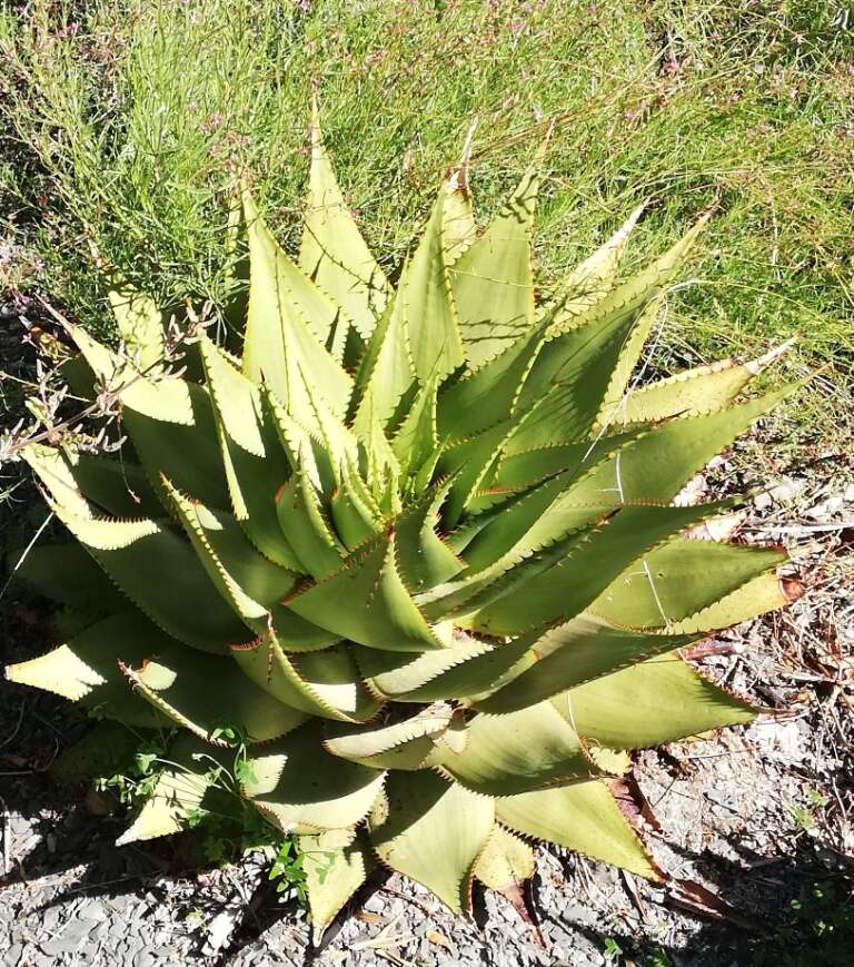 Aloe broomii Schönland resmi