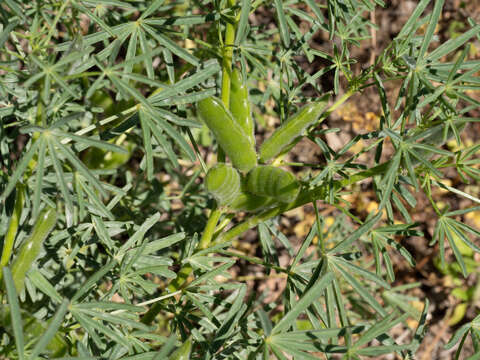 Image of narrowleaf lupine