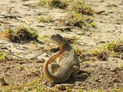 Image of Hardwick's spiny-tailed lizard