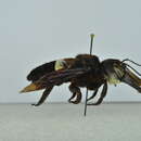 Imagem de Megachile pluto Smith 1860