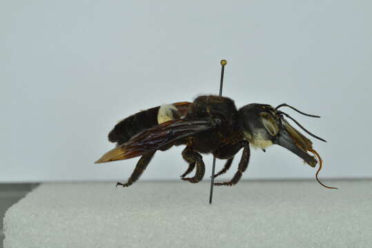 Image of Wallace's Giant Bee