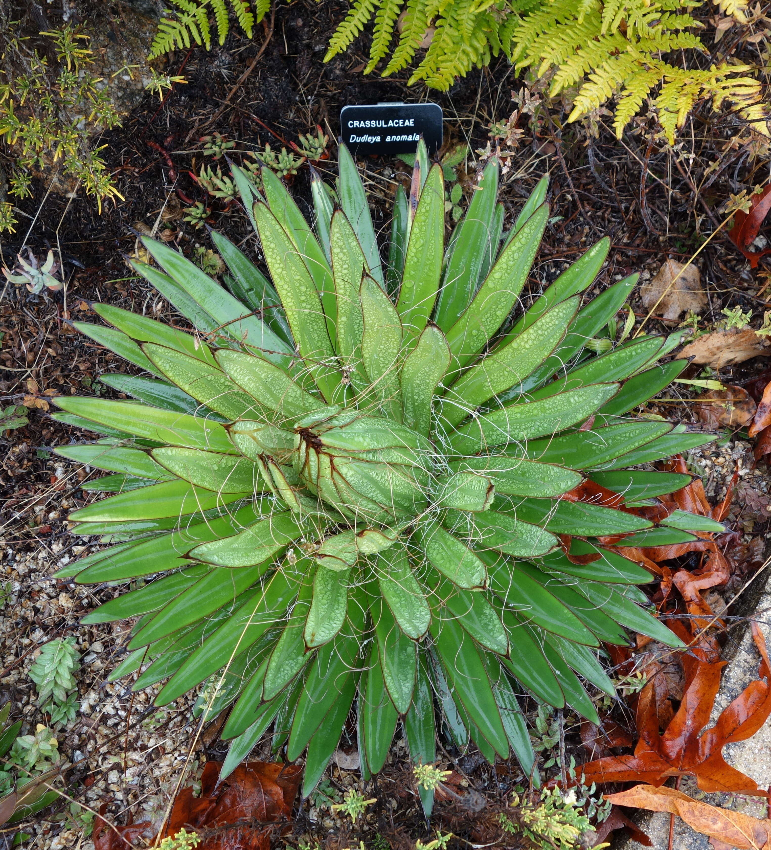 Imagem de Dudleya anomala (Davidson) Moran