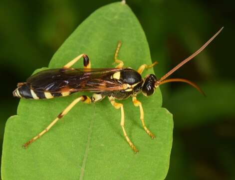 Image of Ichneumon