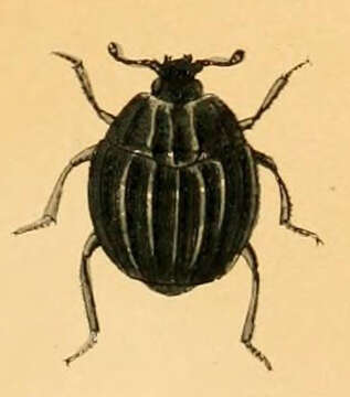Image of Onthophilinae